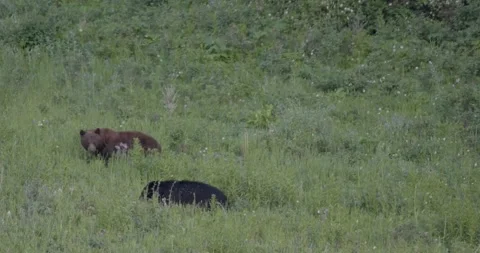 Black Cinnamon Bear Stock Footage 138176551