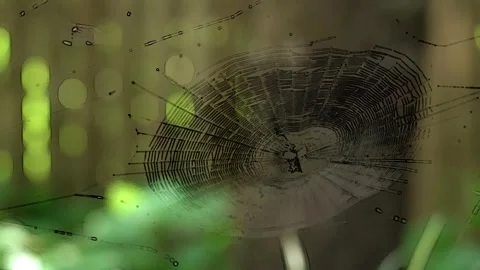 Black circular spider web orb in the garden Stock Footage 250292969