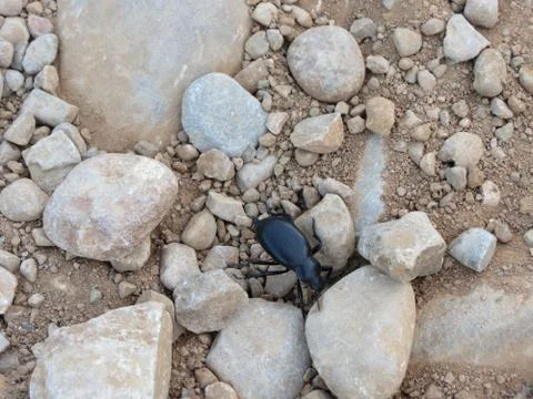 Black clock beetle Foto stock