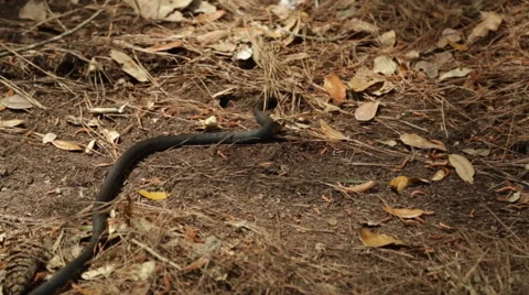 Black Coachwhip Snake Vídeo Stock 50443428