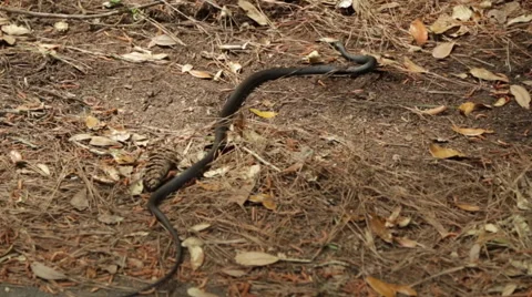Black Coachwhip Snake Vídeos de archivo 50444011
