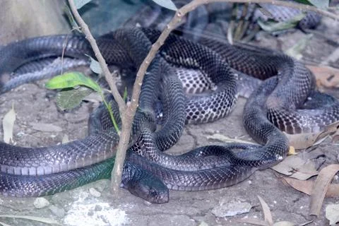 Black cobra snake group Stock Photos