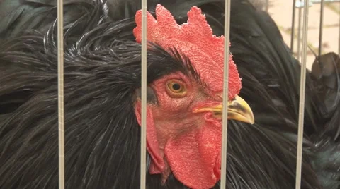 Black cock 库存影片 44727353