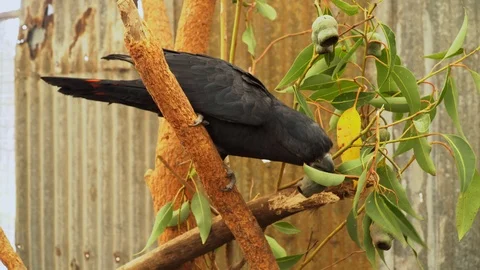 Black Cockatoo Stock Footage 113771735