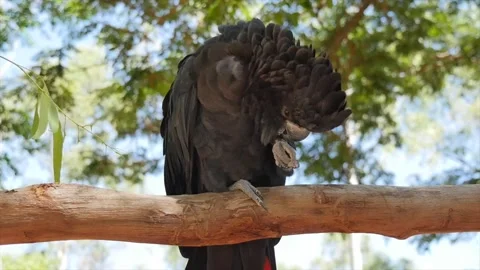 Black Cockatoo Stockbeeldmateriaal 202054039