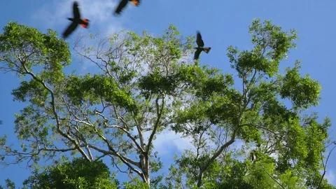 Black Cockatoos fly out of tree Stock Footage