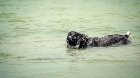 Black Cocker Spaniel bathing Stock Footage 65363150