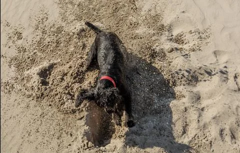 Black cocker spaniel digging a hole on a beach Stock Photos