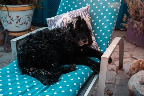 Black Cocker spaniel Dog siting on a pool chair relaxing Foto stock