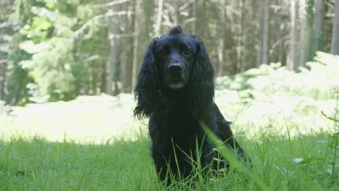 Black Cocker Spaniel Stock Footage 140194285