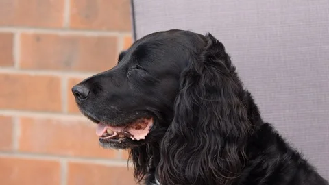 Black cocker spaniel looks at camera Stock Footage 118336898