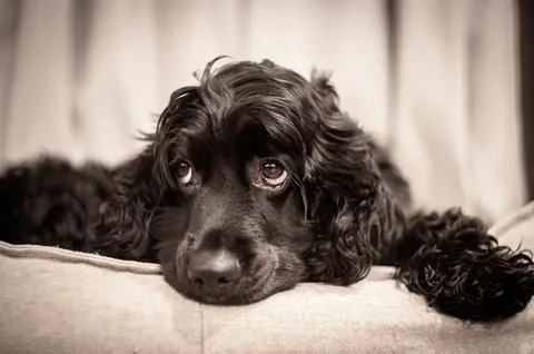 Black Cocker Spaniel Lying on a Couch Close-Up Dog Portrait Stock Photos