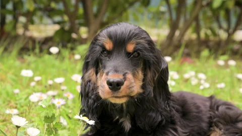 Black Cocker Spaniel lying in the grass with flowers. Pet walk in spring park 動画素材 172011621