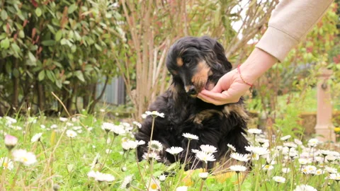 Black Cocker Spaniel lying in the grass with flowers. Pet walk in spring park Video stock 184862085