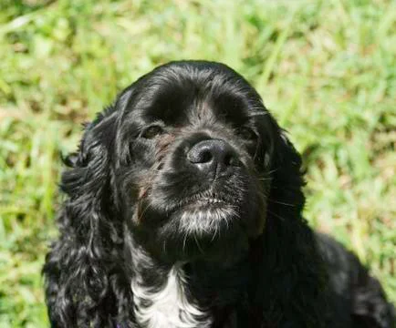 Black Cocker Spaniel Stock Photos