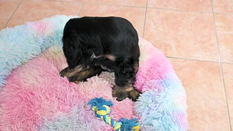 Black Cocker Spaniel puppy 2 months old. Cute little pet Stock Footage 168624036