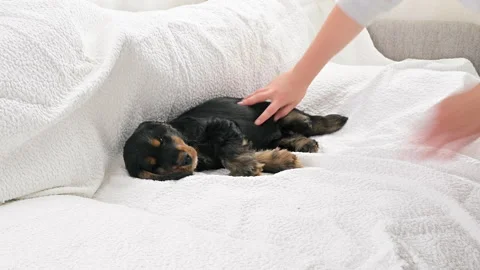 Black Cocker Spaniel puppy 2 months old, the owner strokes the sleeping puppy Stock Footage 168672815