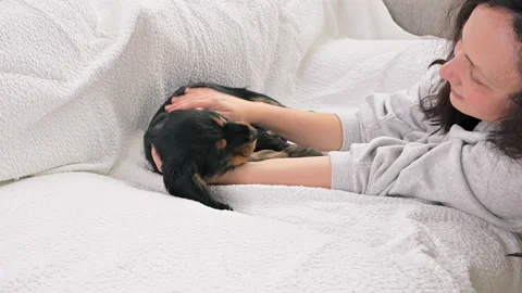 Black Cocker Spaniel puppy 2 months old, he plays and bites the owner, In the Stock Footage 169456134