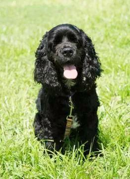 Black Cocker Spaniel Puppy Stock Photos