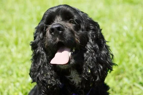 Black Cocker Spaniel Puppy 库存照片