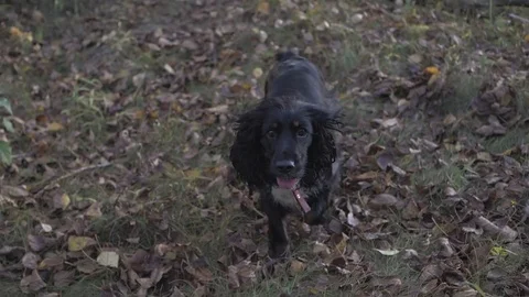 Black cocker spaniel is running in the garden. looking at the camera Stock Footage 81225122