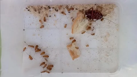 Black cockroach nymphs in trap. Stock Footage 256293776