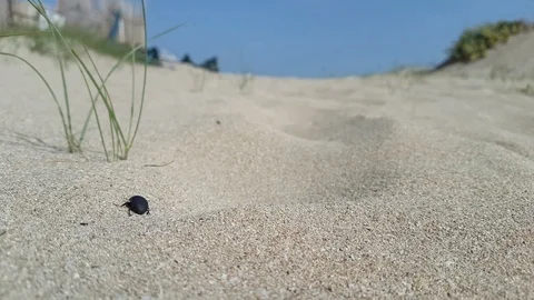 Black cockroach walks on the sand Stock Footage 107395685