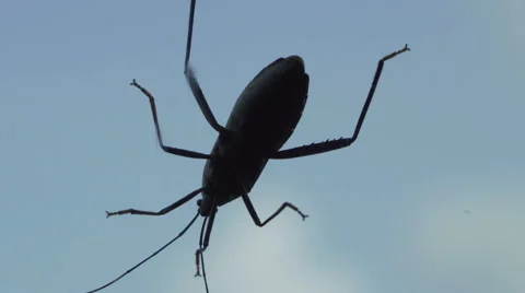 Black cocroach isolated on window over white blue sky Video stock 67504792