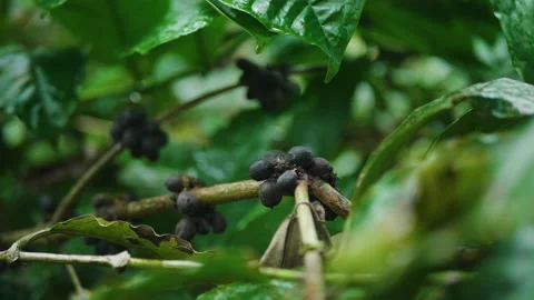 Black Coffee Beans, Bali Stock Footage 147262207