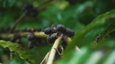 Black Coffee Beans Still on Tree, Bali Stock Footage 147263197