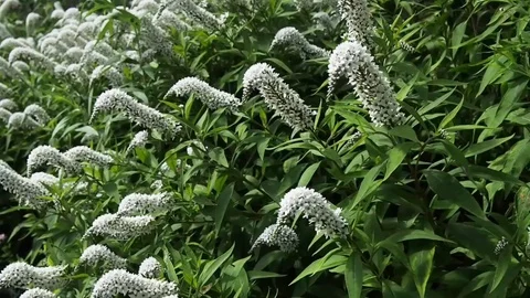 Black Cohosh in a garden Stock Footage 112945903