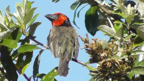 The Black-Collared Barbet Stock Footage 90222569