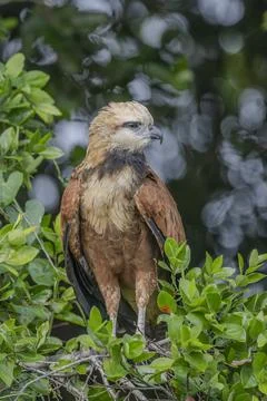 Black collared hawk-21 Stock Photos
