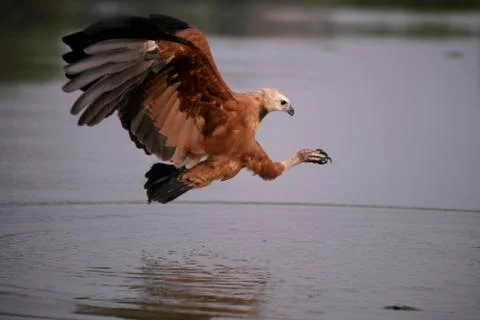 Black-collared hawk, Busarellus nigricollis 스톡 사진
