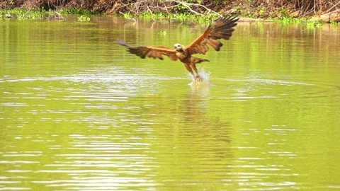 Black-collared Hawk Catching Fish in Slow Motion Stock Footage 258810220