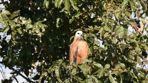Black-collared Hawk looking around 스톡 동영상 86208512