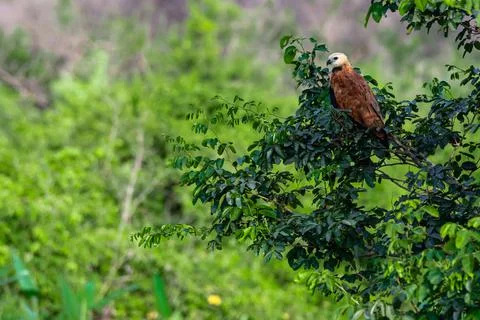 Black-collared Hawk perched on a tree branch Stock Photos