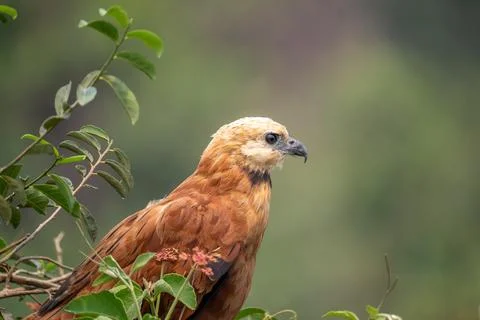 Black Collared Hawk Stock Photos