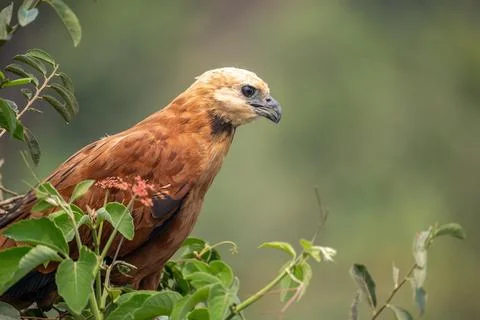 Black Collared Hawk Stock Photos