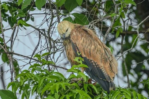 Black Collared Hawk Stock Photos