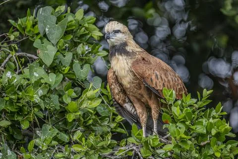 Black collared hawk1 Stock Photos