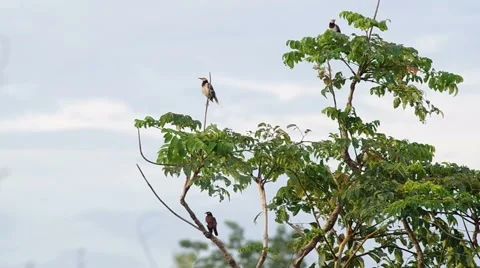 Black-collared Starling and great myna on the same tree shoot Stock Footage 52907702