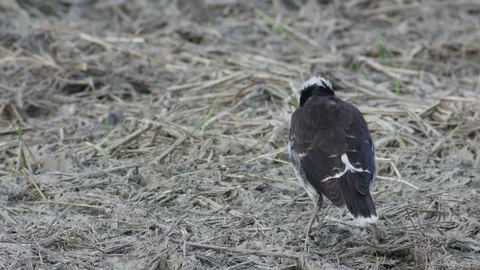 Black-collared starling attacking prey on the ground Stock Footage 75868431