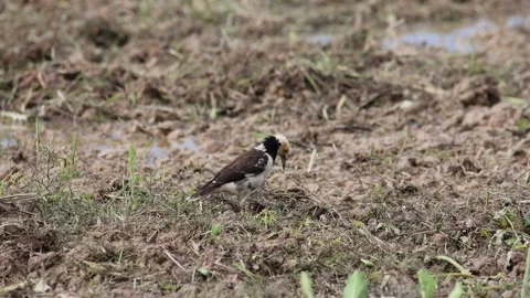 Black-collared starling bird spotted on paddy field at Sabah, Malaysia Stock Footage 217441823