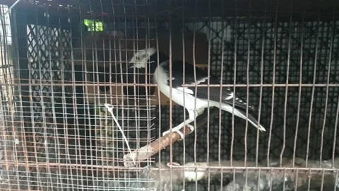 Black-collared starling with a black collar jumping in the iron bird cage Stock Footage 142754192