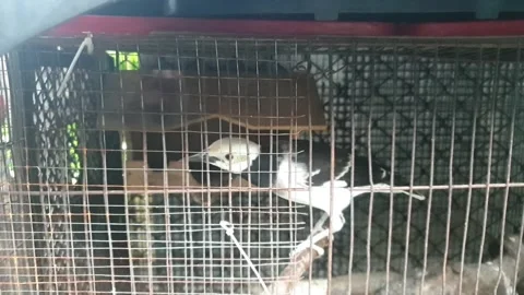 Black-collared starling with a black collar jumping in the iron bird cage Stock Footage 142754605