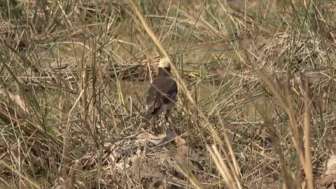 Black-collared Starling, Cambodia Vidéo 86217925