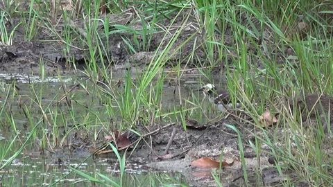Black-collared Starling, Cambodia Vidéo 121608929