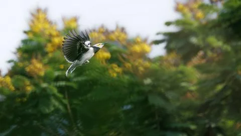 Black-collared Starling flying over tree in forest park 库存照片