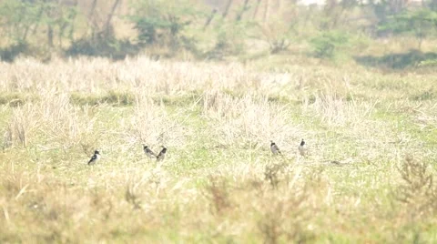 Black-collared starling group on grassland Stock Footage 48347073